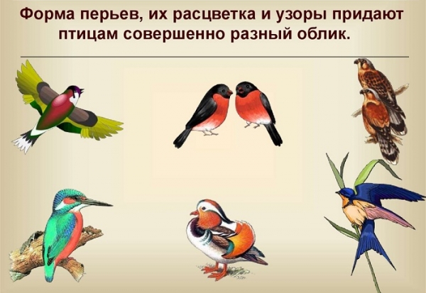 Викторина о птицах для начальной школы с ответами